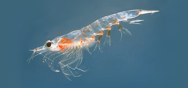 El aceite de krill, ¿Tan bueno como parece?